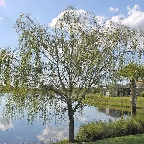 thumbnail for publication: Salix babylonica: Weeping Willow